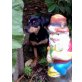 Rehpinscher - Hündin