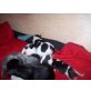 Rehpinscher -Jackrussel Welpen - Rüde