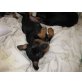 Rehpinscher - Rüde