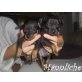 Rehpinscher Welpen - Rüde