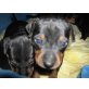 Rehpinscher Welpen - Rüde