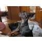 Rehrattler - Pinscher - Rüde