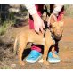 Rei, Podenco - Rüde