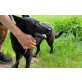 Reia, Deutscher Schäferhund - Hündin