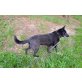 Reia  Deutscher Schäferhund Mischling , Reia  Deutscher Schäferhund Mischling  - Hündin