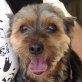 Reina ist eine kleine liebe Hundedame, Mischling - Hündin