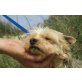 Reina, liebe Yorkie-Maus - Hündin