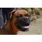 Reina, sehr lieb, Boxer - Hündin