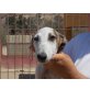 Reina,sehr lieb, Galgo Español - Hündin