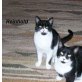 Reinhold, Hauskatze - Kater