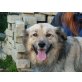 Reini, Retriever-Spitz-Mischlingsrüde - Rüde