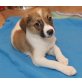 Reini, Russelterriermixwelpe Welpen - Rüde