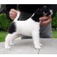 Reinrassig Foxterrier welpen, Glatthaar-Foxterrier Welpen - Rüde