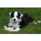 Reinrassige Australian Shepherd Welpen, Australian Shepherd Dog Welpen - Rüde