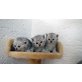 Reinrassige BKH Katzenbabys Babykatzen, Britisch Kurzhaarkatze - Kater