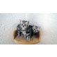 Reinrassige BKH Katzenbabys Babykatzen in bla, Britisch Kurzhaarkatze - Kater