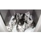 Reinrassige BKH Katzenbabys Babykatzen in bla, Britisch Kurzhaarkatze - Katze