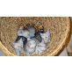 Reinrassige BKH Katzenbabys Babykatzen in sil, Britisch Kurzhaarkatze - Katze