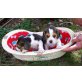 Reinrassige Beagle Schönheiten, Beagle Welpen - Hündin