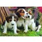Reinrassige Beagle Welpen, Beagle - Rüde
