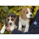 Reinrassige Beagle Welpen, Beagle Welpen - Hündin