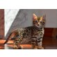 Reinrassige Bengal Kitten mit Stammbaum, Bengalkatze - Katze