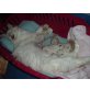 Reinrassige Birma / Ragdoll - Kater
