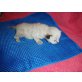 Reinrassige Birma/Ragdoll - Kater