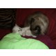 Reinrassige Birma/Ragdoll - Kater