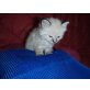 Reinrassige Birma/Ragdoll - Kater