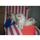 Reinrassige Birma/Ragdoll - Kater