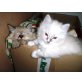 Reinrassige Birma/Ragdoll - Kater