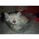 Reinrassige Birma/Ragdoll - Kater