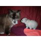 Reinrassige Birma/Ragdoll - Katze