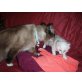 Reinrassige Birma/Ragdoll - Katze