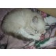 Reinrassige Birma/Ragdoll - Katze