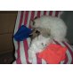 Reinrassige Birma/Ragdoll - Katze