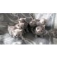 Reinrassige Britisch Kurzhaar Katzenbabys Bab, Britisch Kurzhaarkatze - Kater