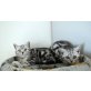 Reinrassige Britisch Kurzhaar Katzenbabys-, Britisch Kurzhaarkatze - Katze