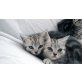 Reinrassige Britisch Kurzhaar Katzenbabys in, Britisch Kurzhaarkatze - Kater