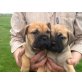 Reinrassige Bullmastiff Welpen, Bullmastiff - Rüde