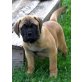 Reinrassige Bullmastiff Welpen mit Ahnen (Rei, Bullmastiff - Rüde