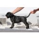 Reinrassige Cane Corso Hündin mit Ahnentafel, Cane Corso Welpen - Rüde
