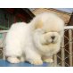 Reinrassige Chow-Chow Welpen, Chow-Chow - Rüde