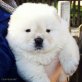 Reinrassige Chow-Chow Welpen, Chow-Chow - Rüde