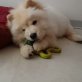 Reinrassige Chow Chow Welpen zur Verfügung, Chow-Chow - Hündin