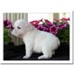 ❤ Reinrassige Englische Bulldoggen Welpen ❤, Englische Bulldogge Welpen - Rüde