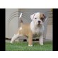 Reinrassige Englischen Bulldoggen Welpen mit , Englische Bulldogge - Hündin