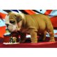 Reinrassige Englischen Bulldoggen Welpen mit , Englische Bulldogge - Rüde