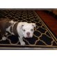 Reinrassige Englischen Bulldoggen Welpen mit, Englische Bulldogge - Rüde